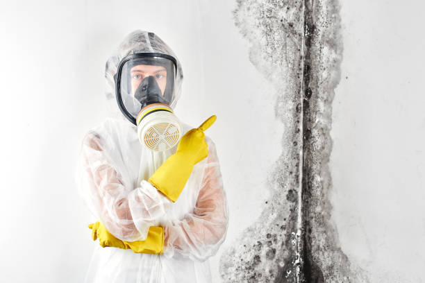 Best Environmental Consulting for Mold Prevention  in Valrico, FL