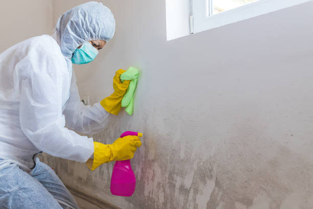 Best Asbestos and Lead Testing During Mold Inspection  in Valrico, FL